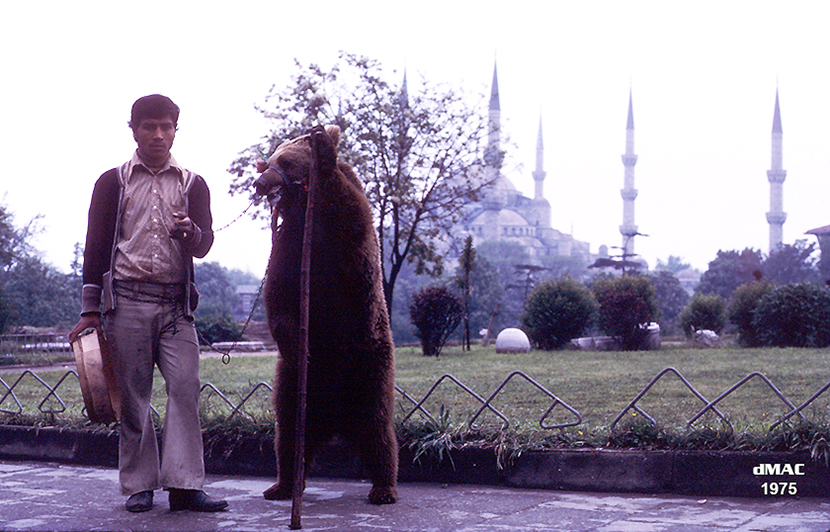 Istanbul dancing bear